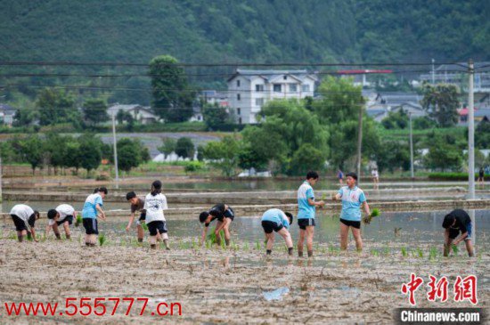  图为5月21日，绥阳县旺草中学学生在旺草万亩大坝体验插秧。唐哲 摄