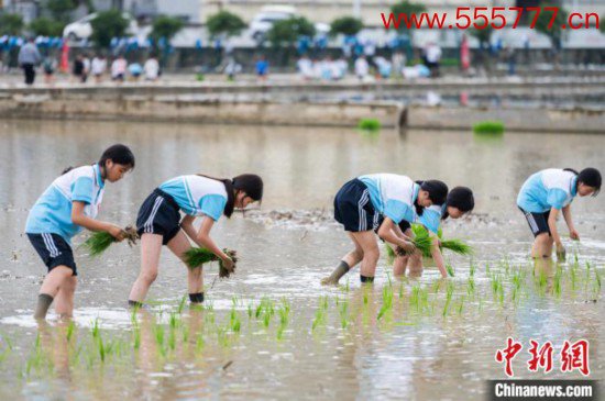 图为5月21日，绥阳县旺草中学学生在旺草万亩大坝体验插秧。唐哲 摄