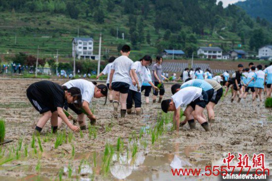 图为5月21日，绥阳县旺草中学学生在旺草万亩大坝体验插秧。唐哲 摄